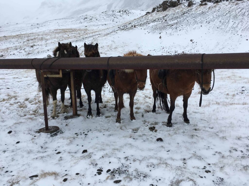 heste ridning på islandske heste