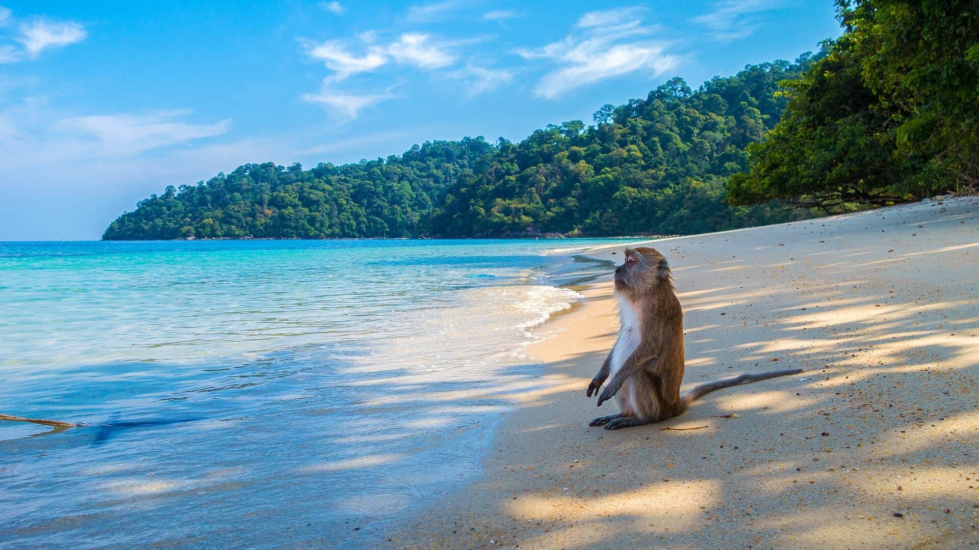 Monkey island vietnam